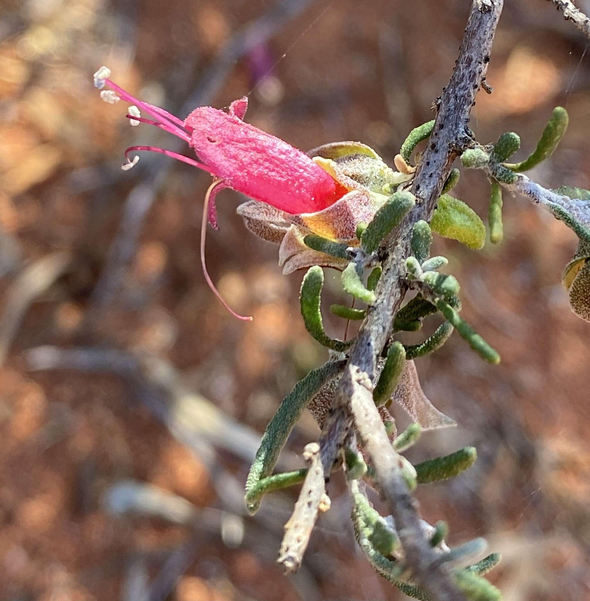 Eremophila latrobei F. Muell.的圖片