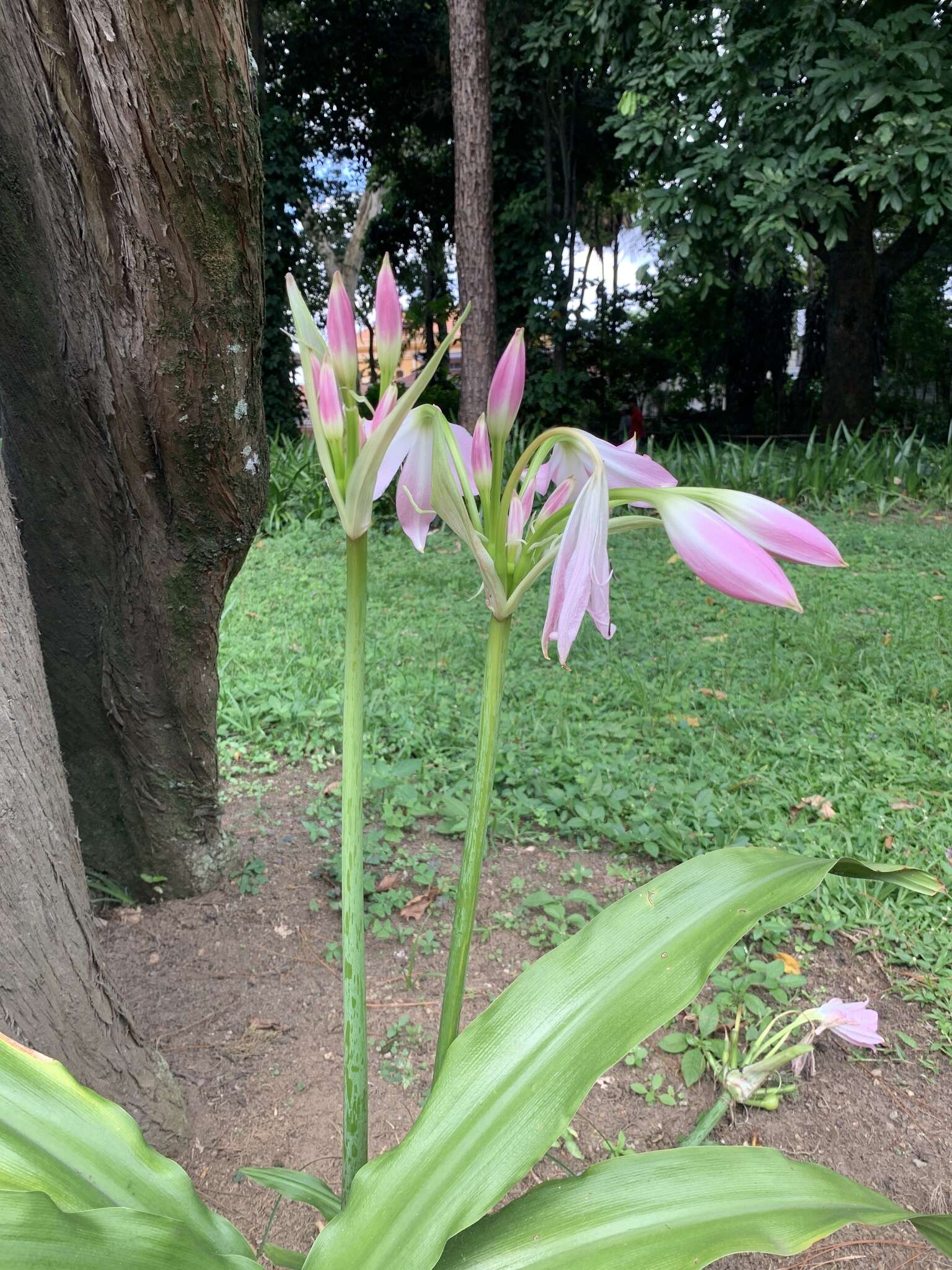 Image of Crinum powellii Baker