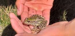 Image of Lithobates spectabilis (Hillis & Frost 1985)