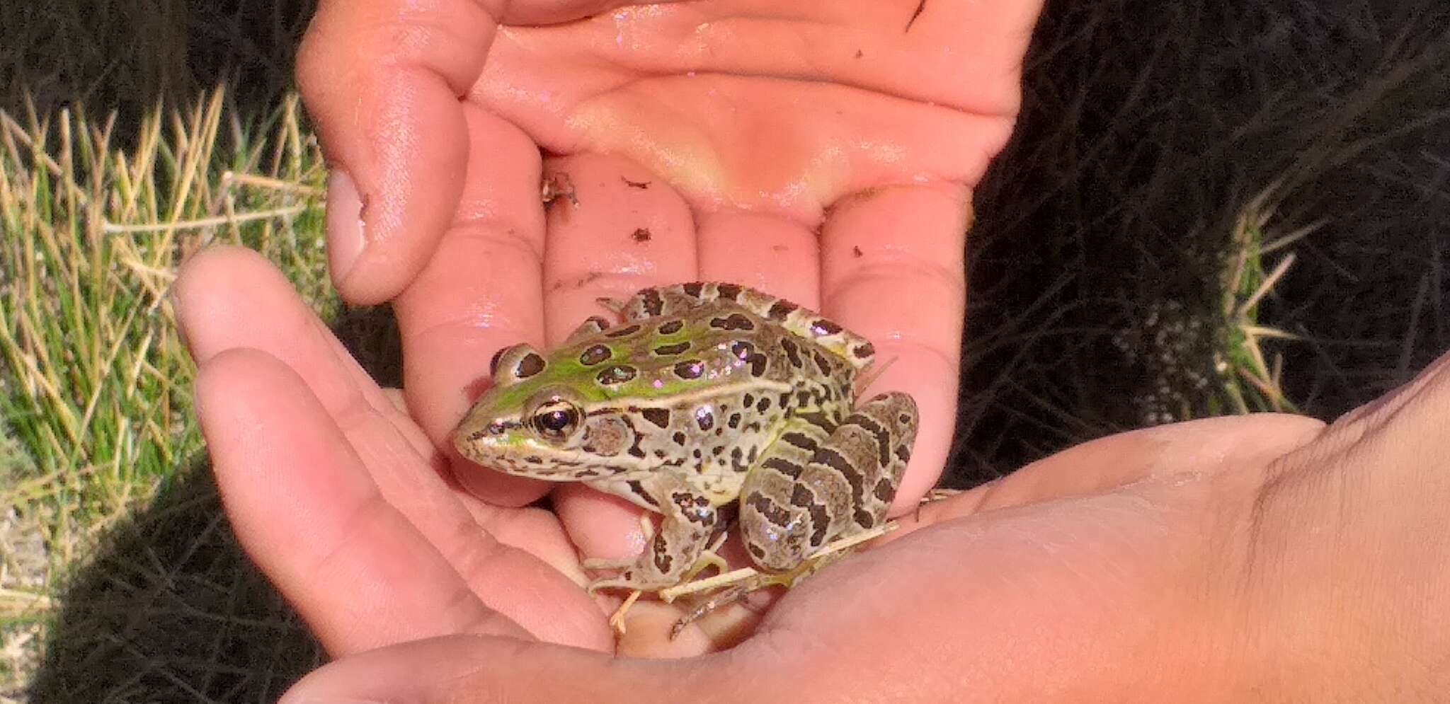 Image of Lithobates spectabilis (Hillis & Frost 1985)