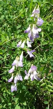 Image of wood vetch