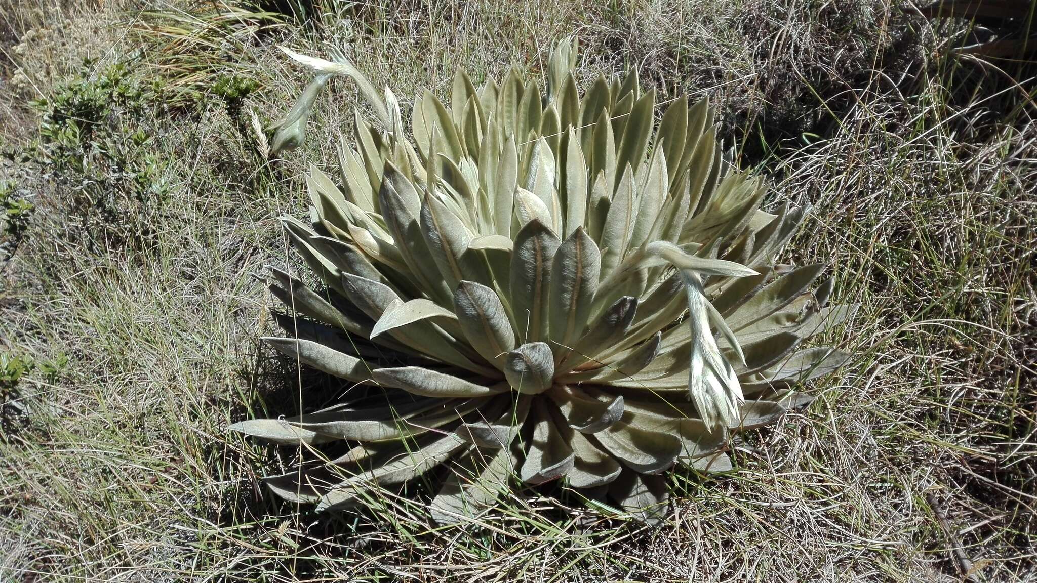 Image of Espeletiopsis muiska (Cuatrec.) Cuatrec.