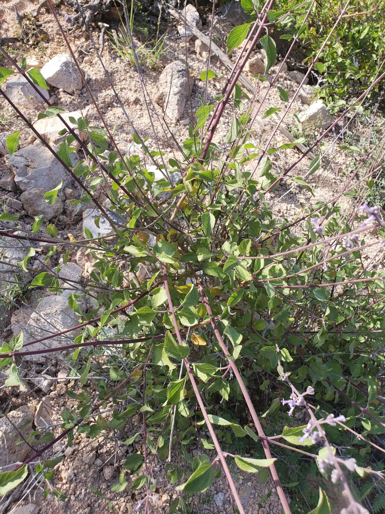 Image of Mesosphaerum collinum (Brandegee) Harley & J. F. B. Pastore