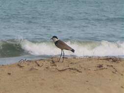 Image of spur-winged lapwing