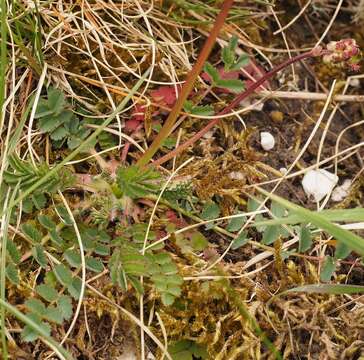 Imagem de Poterium sanguisorba L.