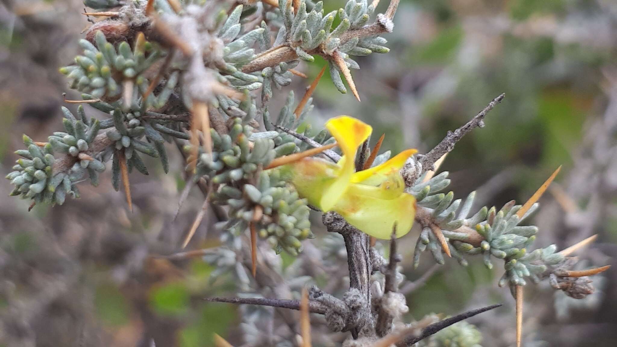 Plancia ëd Aspalathus acanthophylla Eckl. & Zeyh.