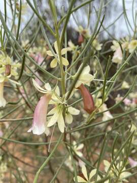 صورة Eremophila oppositifolia R. Br.