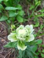 Image of Labrador Indian paintbrush