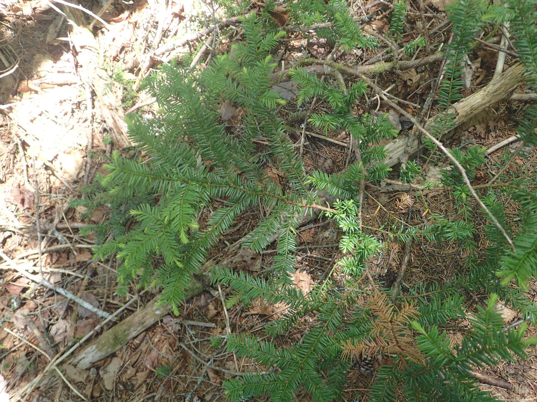 Image of Canada yew