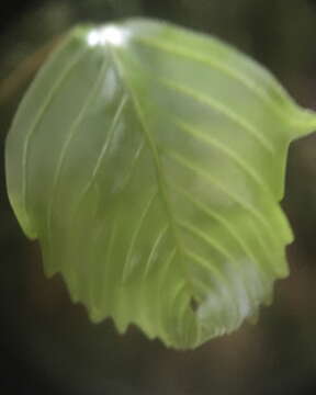 Image of Hymenophyllum cruentum Cav.