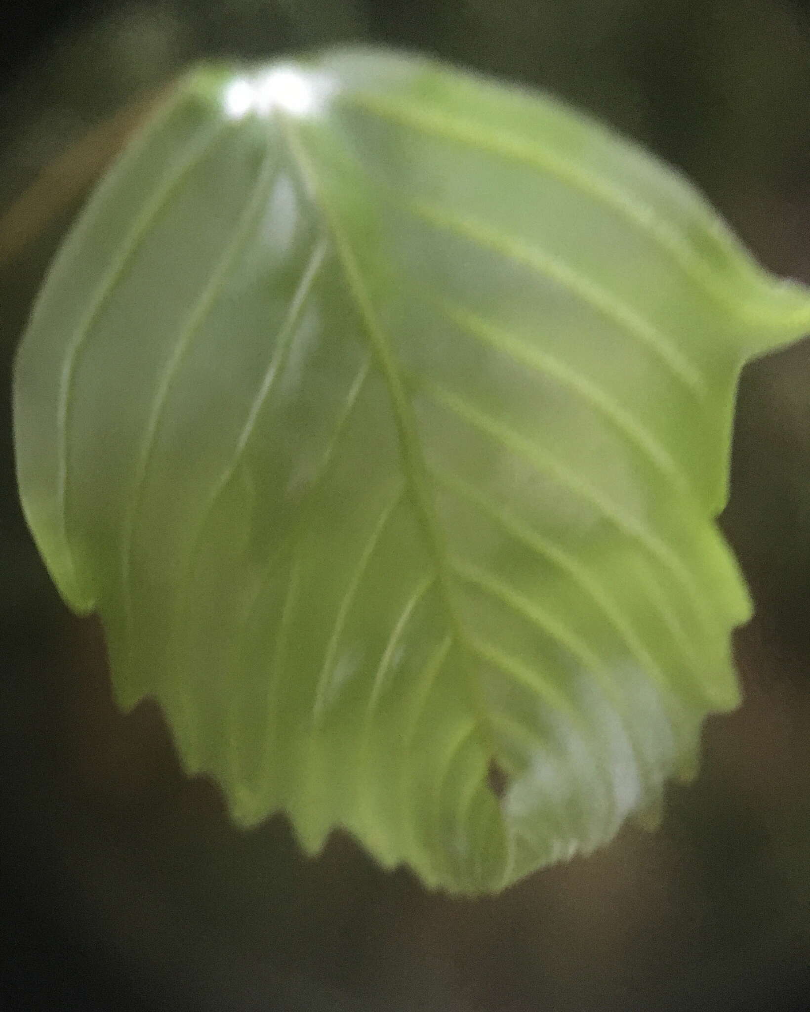 Image of Hymenophyllum cruentum Cav.