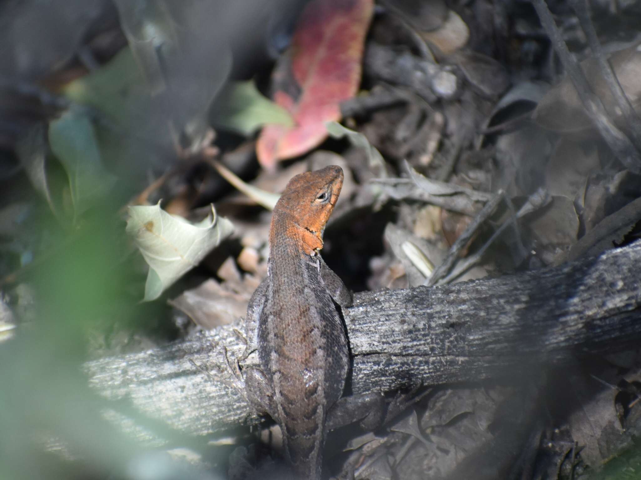 Image of Bluebelly Lizard