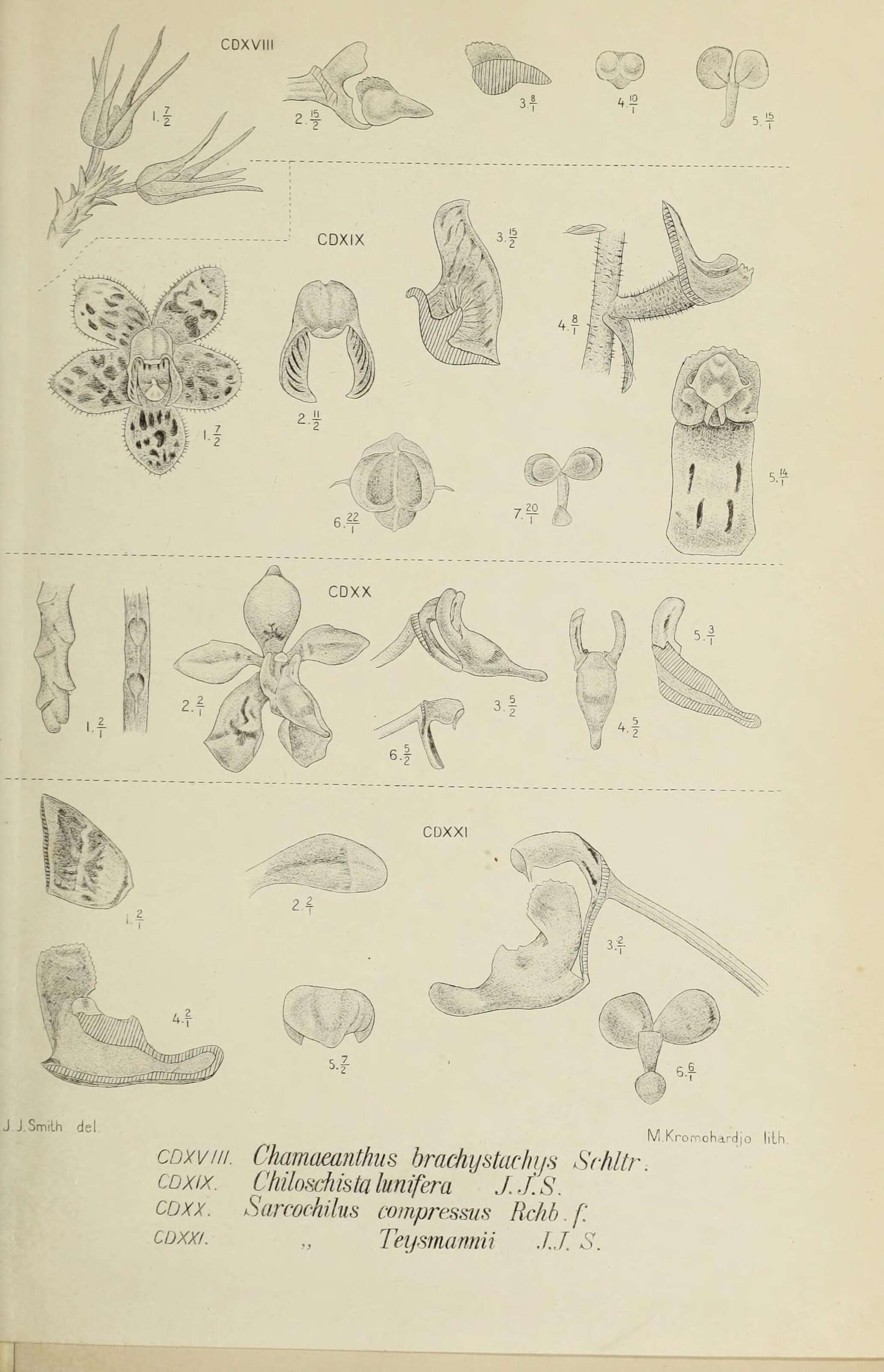 Image of Chamaeanthus