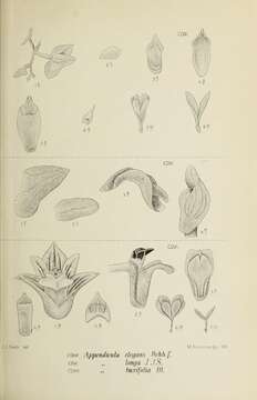 Imagem de Appendicula elegans Rchb. fil.