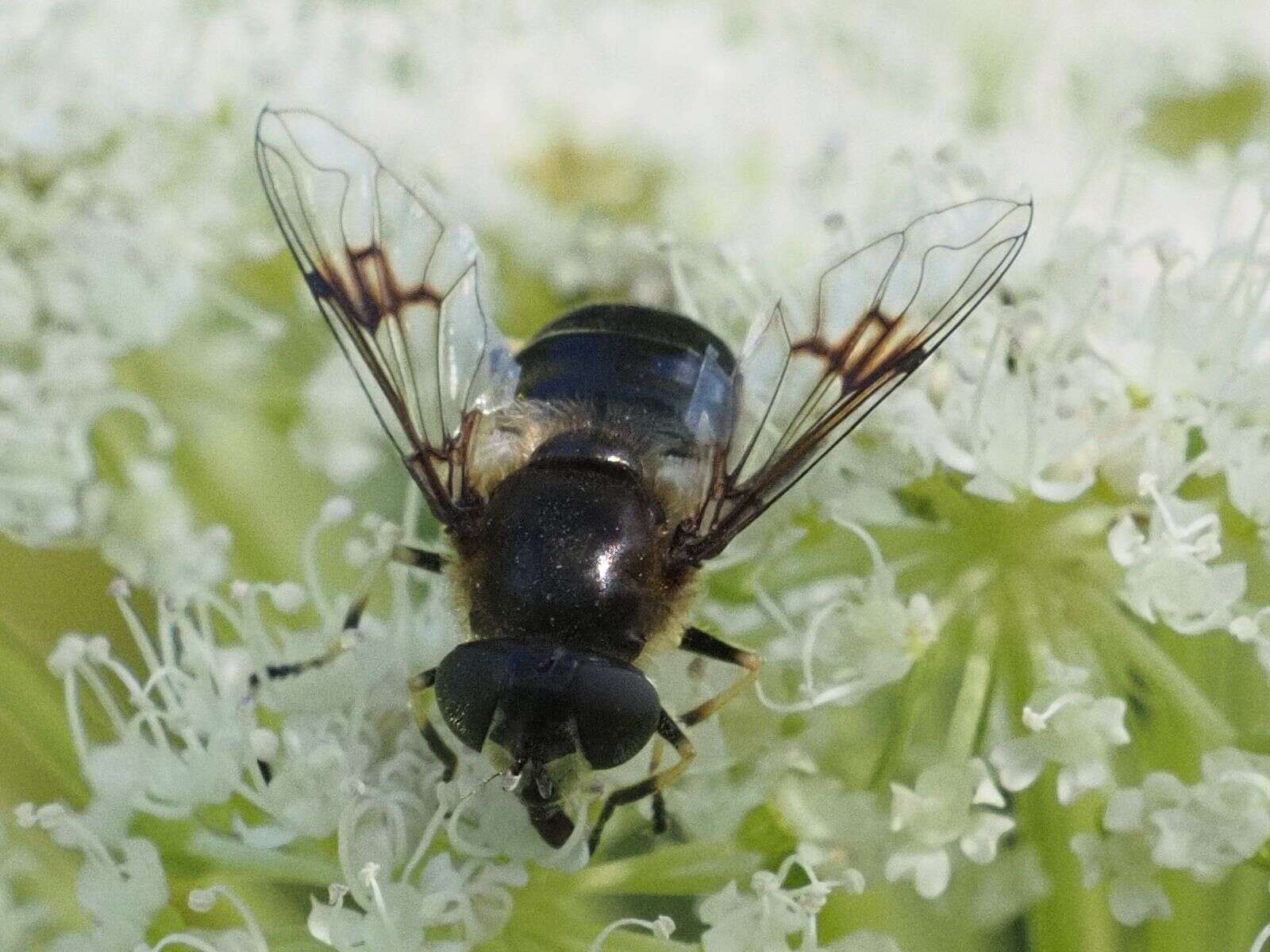 Слика од Eristalis rupium Fabricius 1805