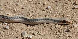 Image of Yaqui Blackhead Snake