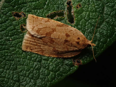 Image of summer fruit tortrix