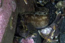 Image of Atlantic warbonnet