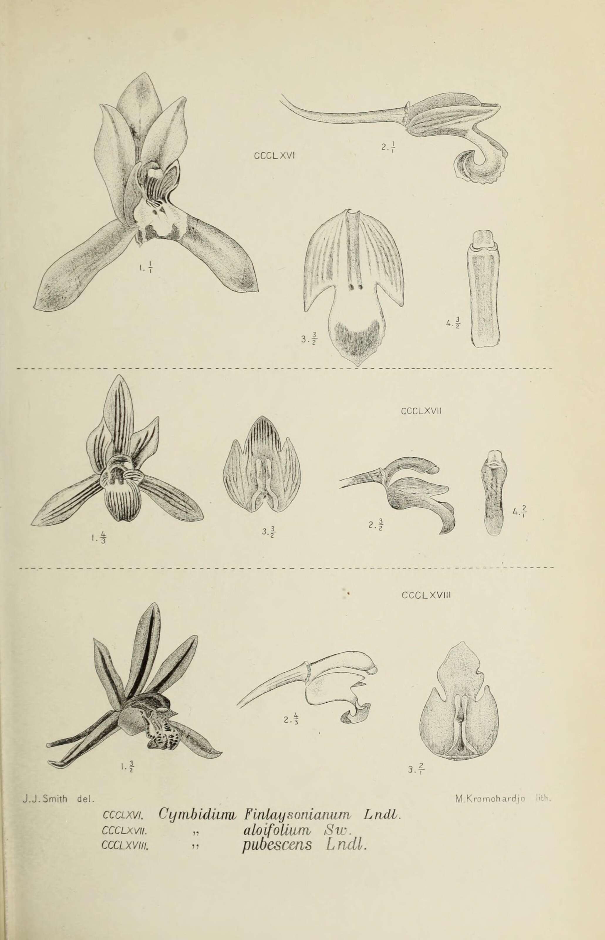 Слика од Cymbidium aloifolium (L.) Sw.