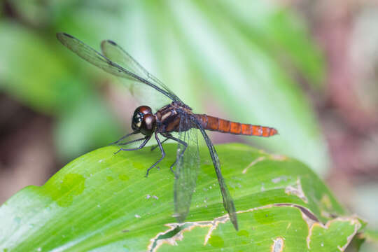 Image of Lyriothemis cleis Brauer 1868