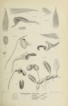 Image of Bulbophyllum schefferi (Kuntze) Schltr.