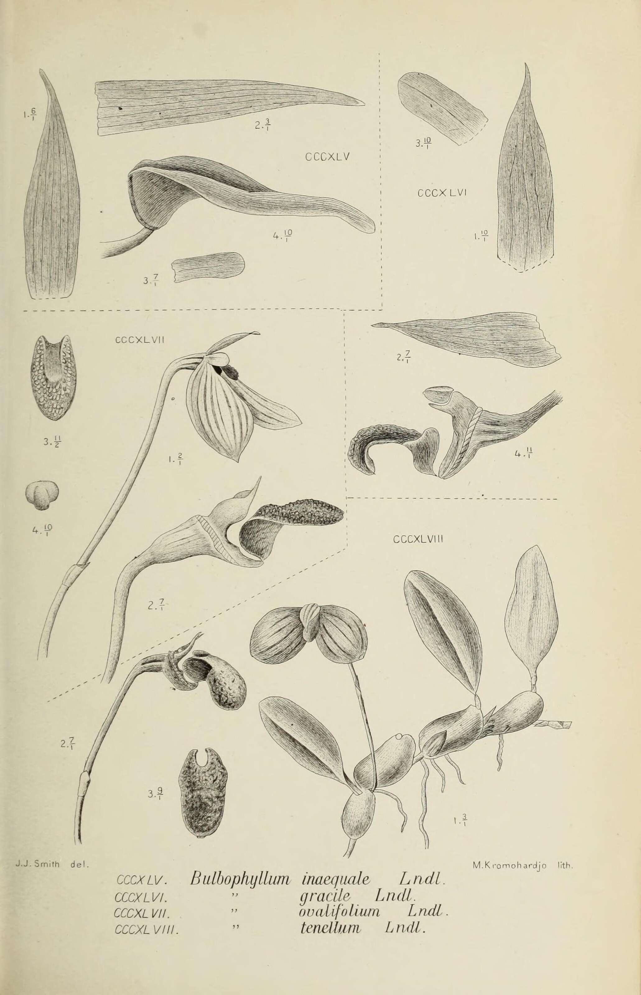 Image of Bulbophyllum schefferi (Kuntze) Schltr.