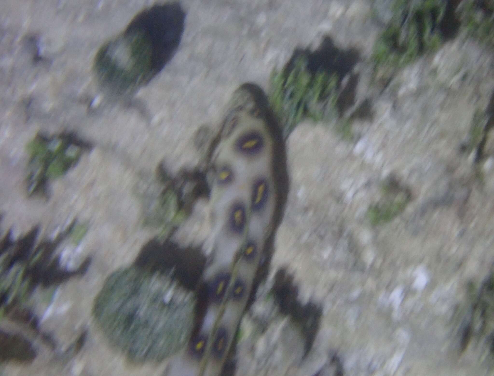 Image of Dark-spotted Snake Eel