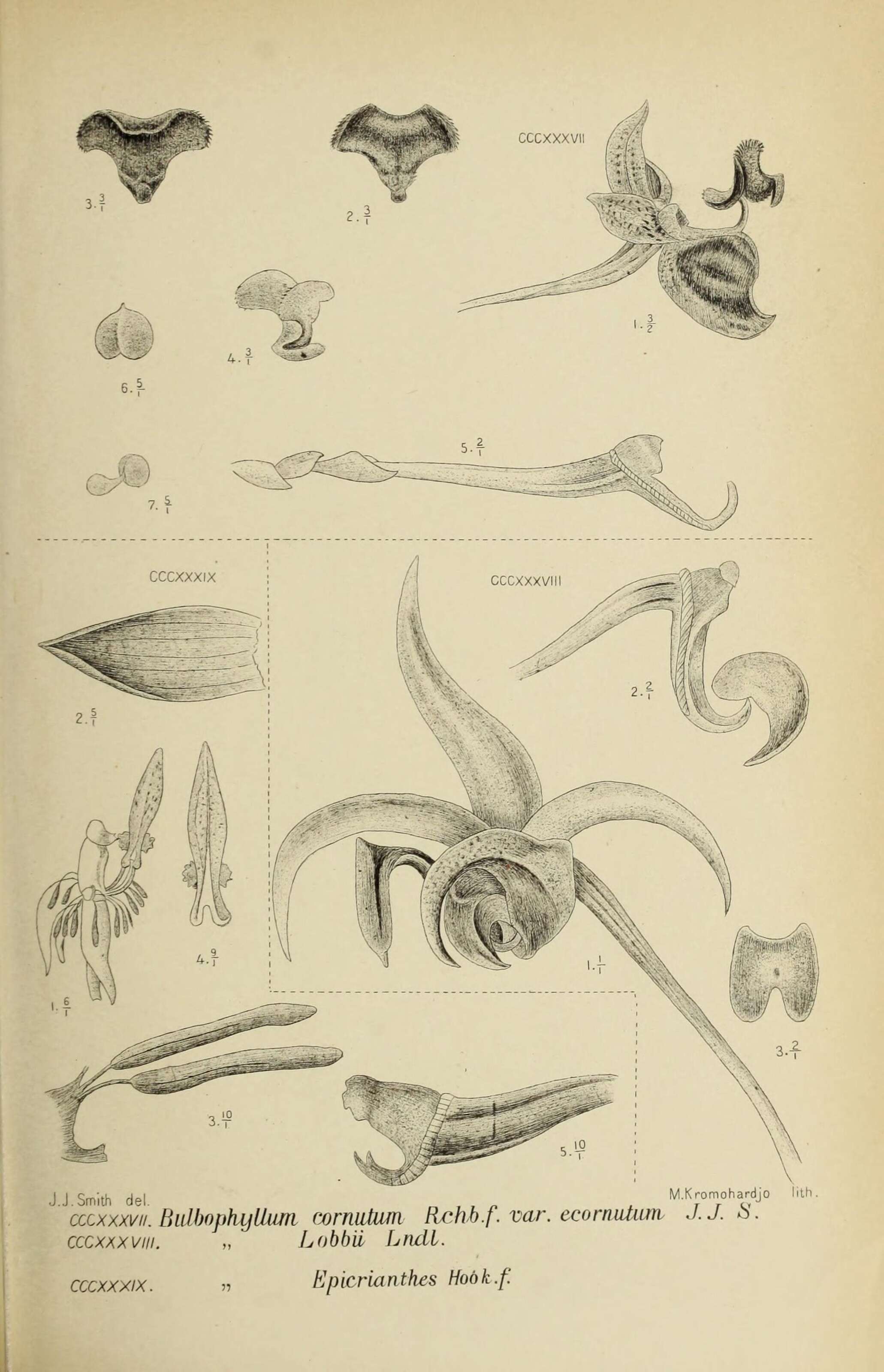 Image of Bulbophyllum ecornutum (J. J. Sm.) J. J. Sm.