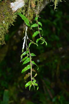 Image of Chameleon Dendrobium