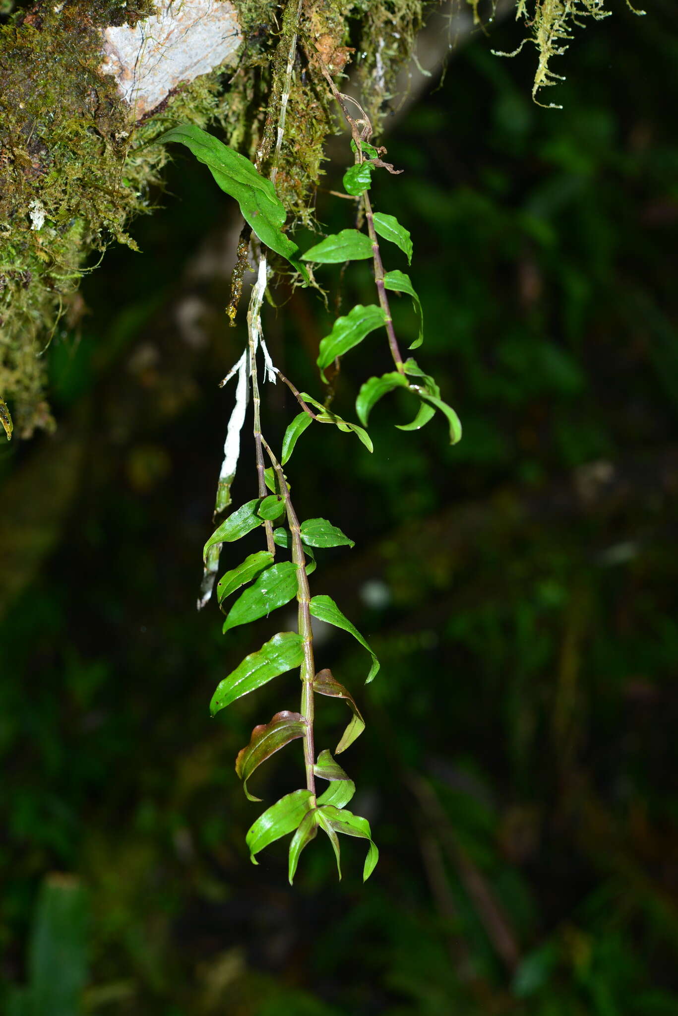 Image of Chameleon Dendrobium