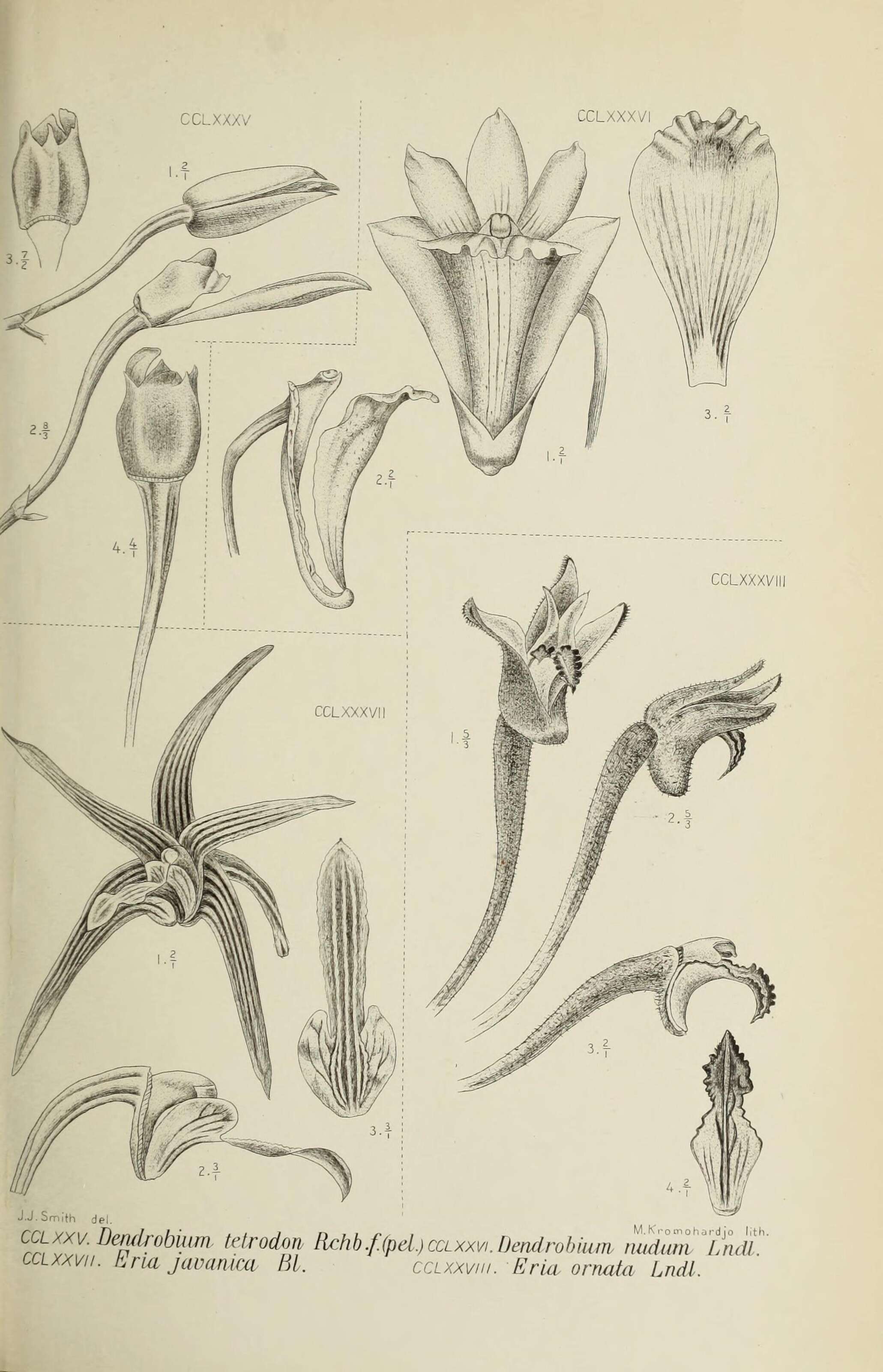 Image of Eria javanica (Sw.) Blume