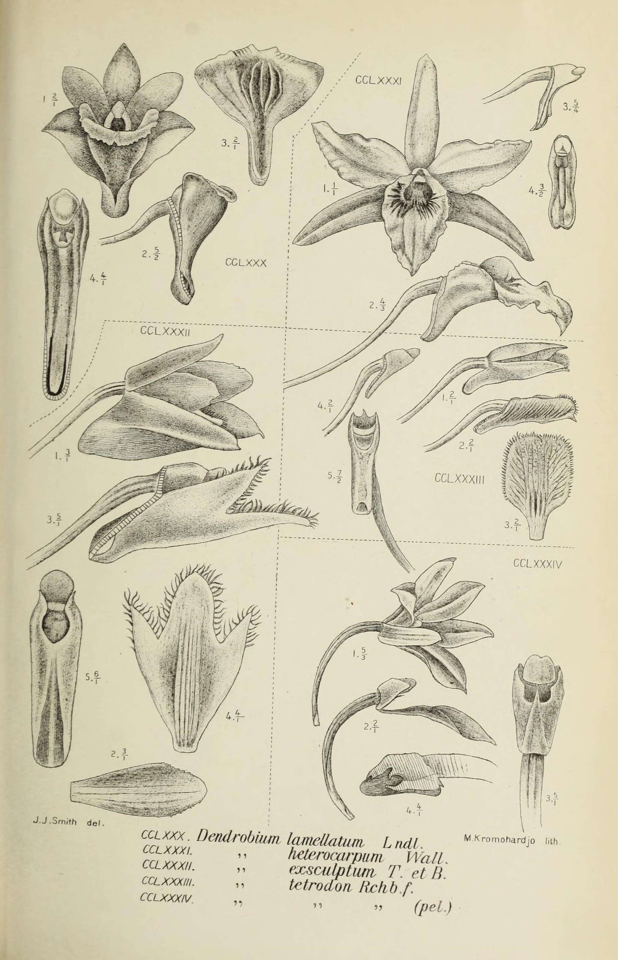 Imagem de Dendrobium heterocarpum Wall. ex Lindl.