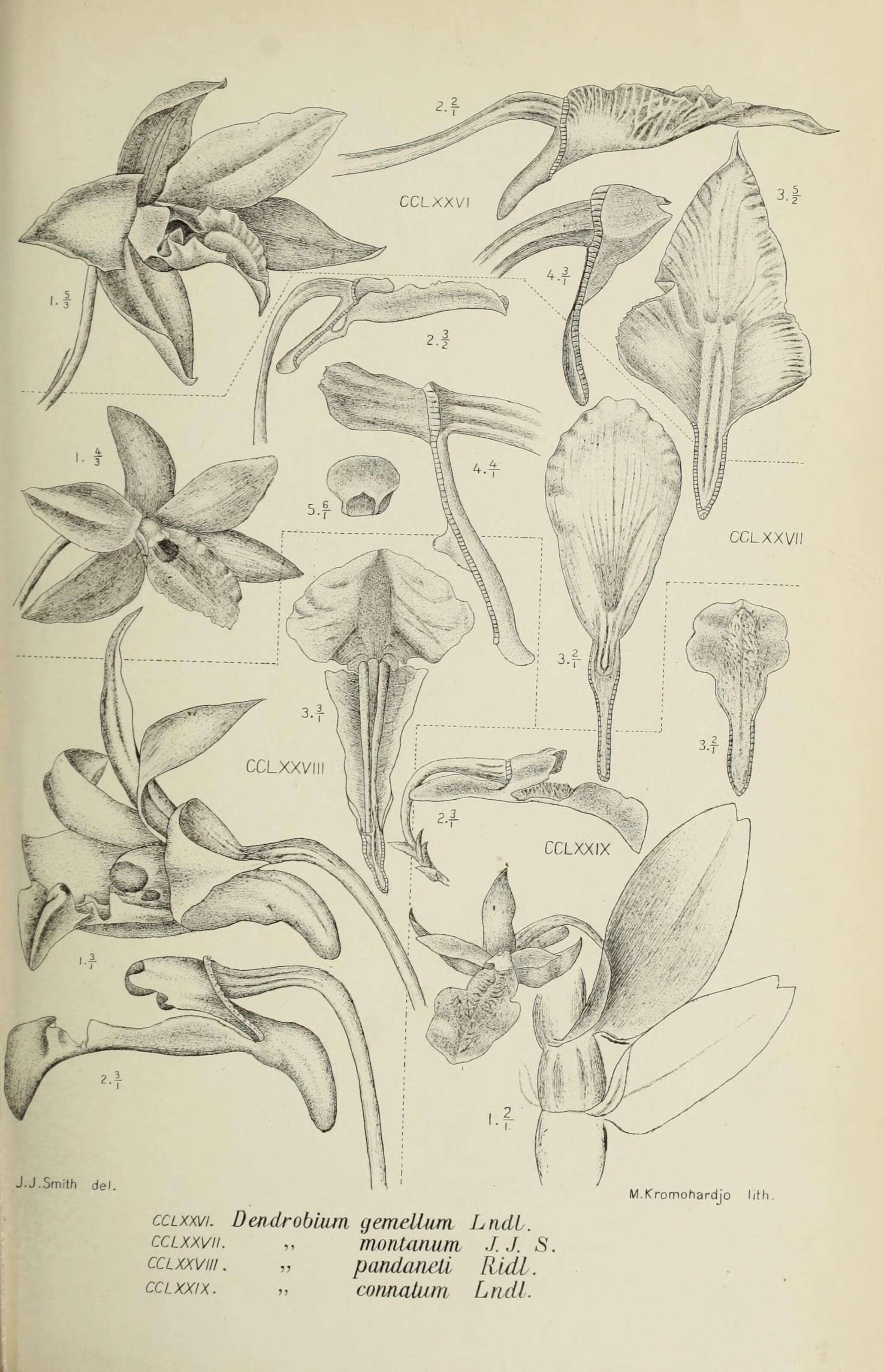 Image of Diplocaulobium