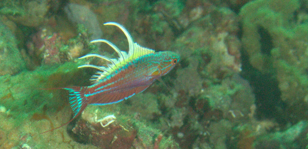 Image of Blue flasher-wrasse