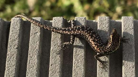 Image of Metallic snake-eyed skink