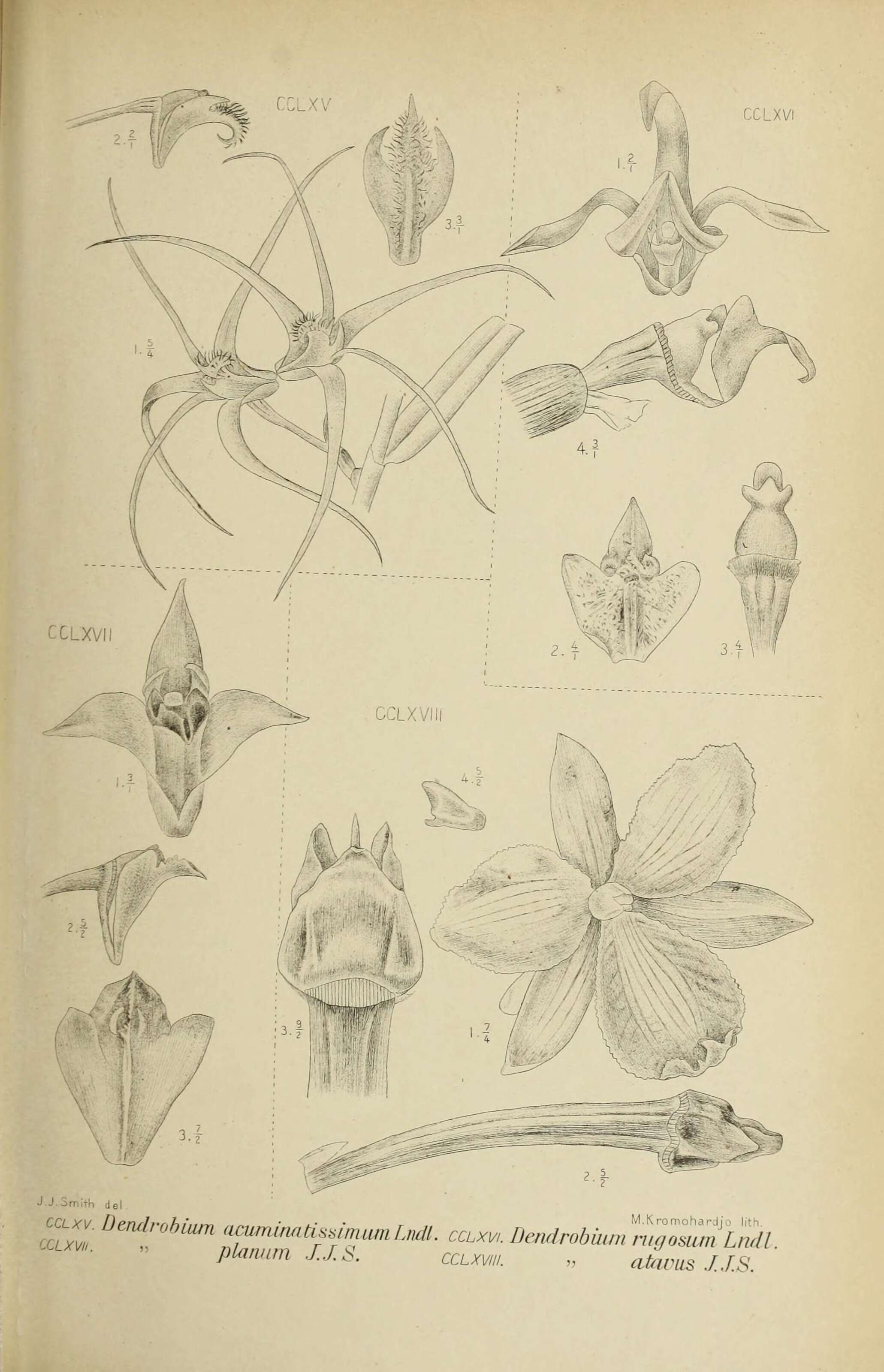 Image of Diplocaulobium