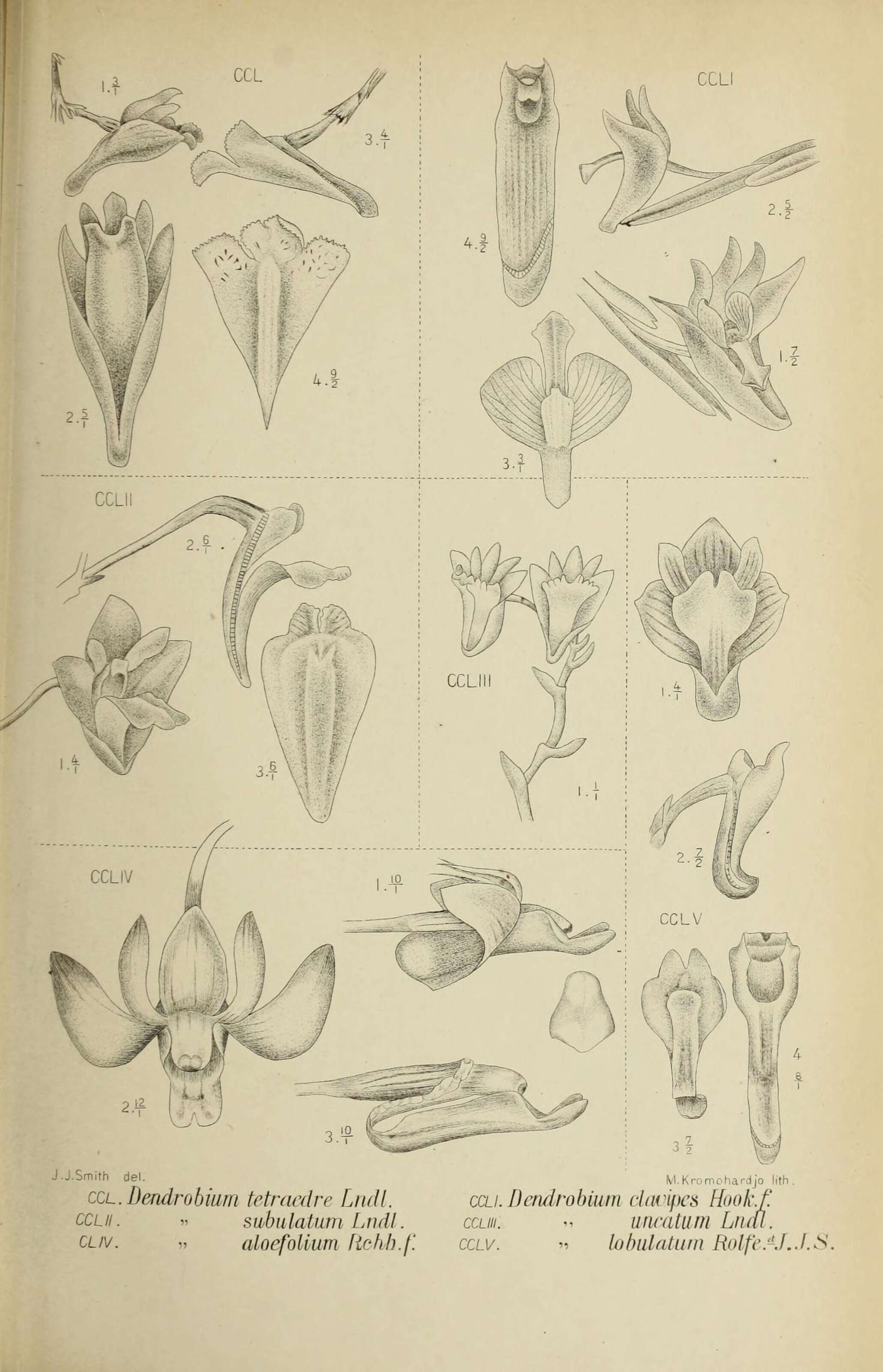 Image of Diplocaulobium