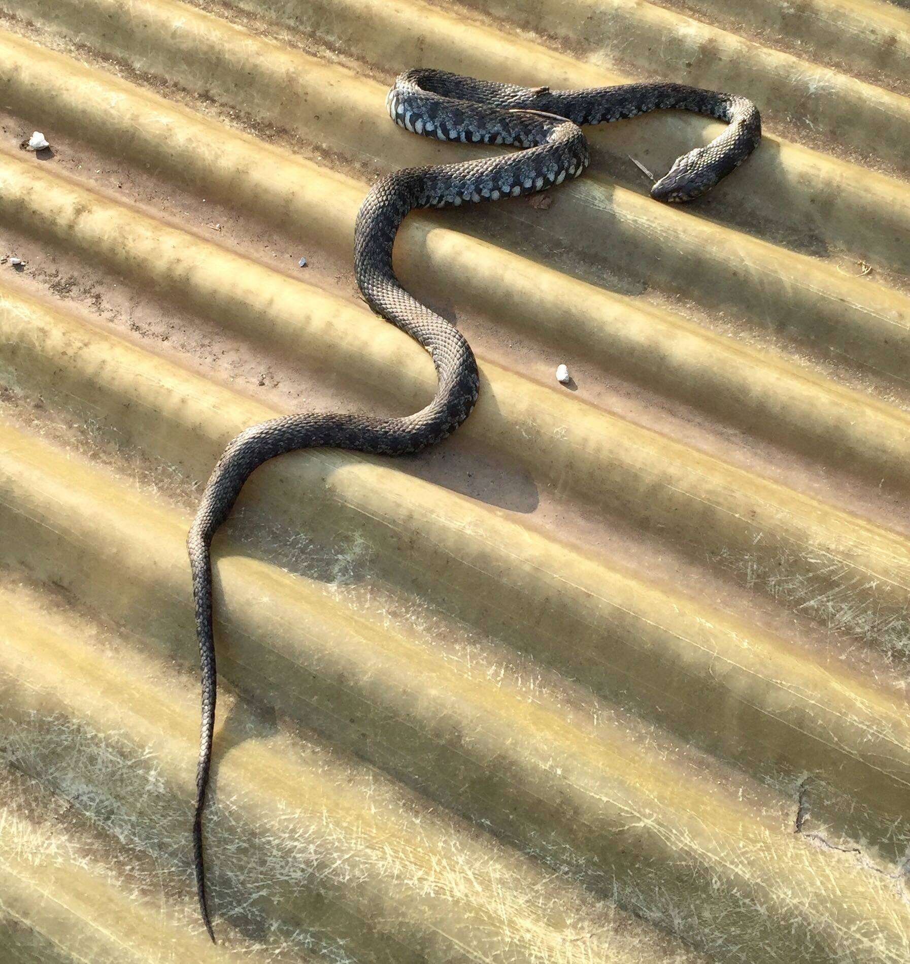 Image of Grass Snake