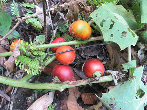 صورة Solanum sessiliflorum M. F. Dun.