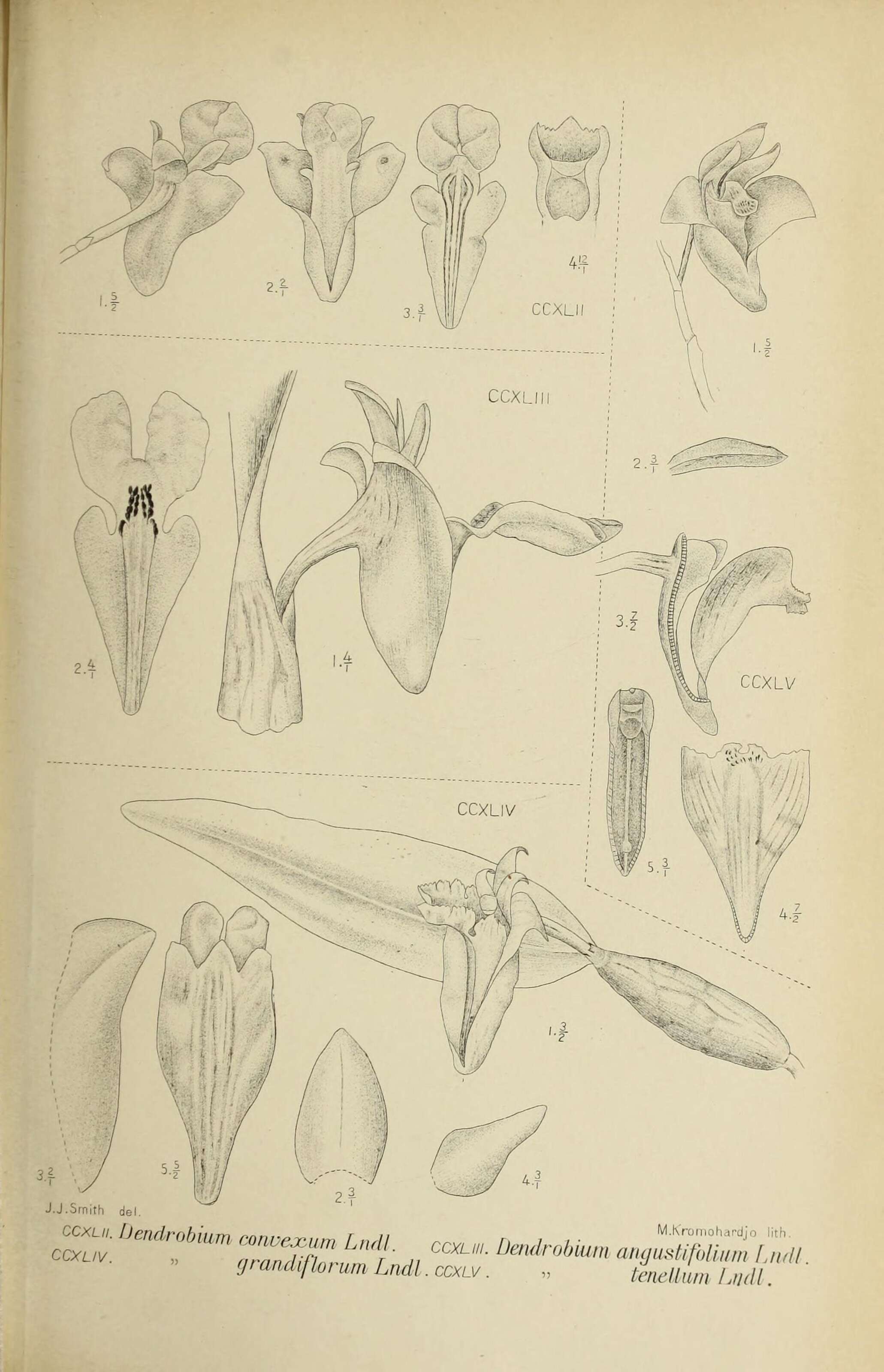 Image of Piggyback orchid