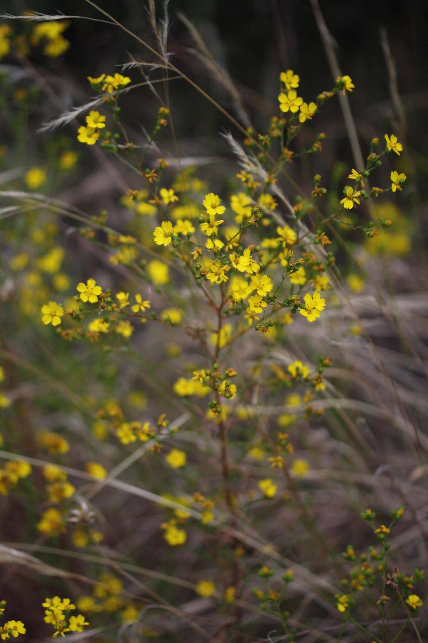 صورة Deinandra fasciculata (DC.) Greene