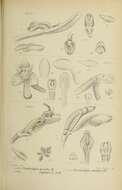 Image of Ceratostylis