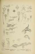 Image of Ceratostylis