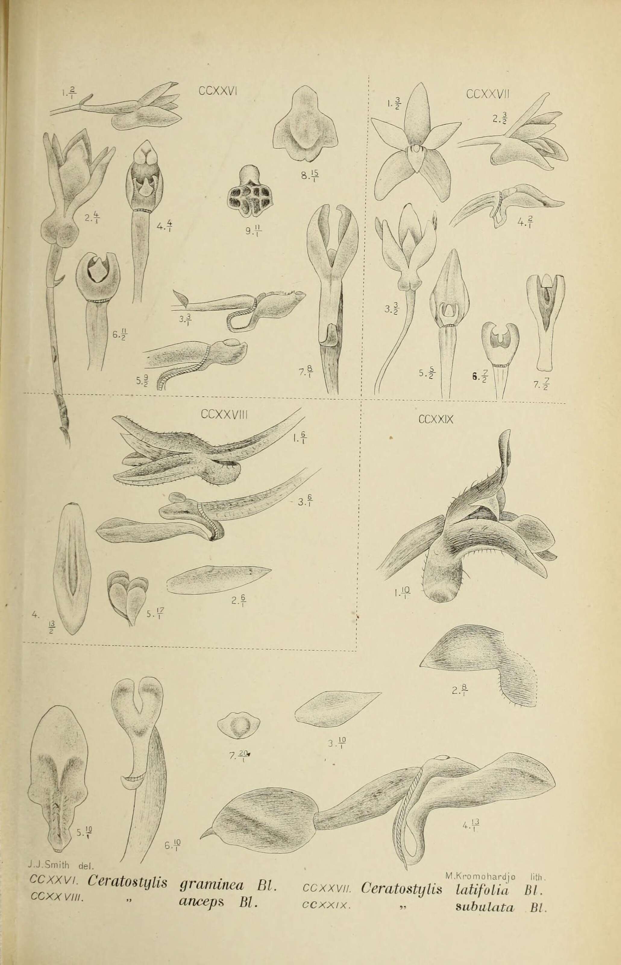 Image of Ceratostylis
