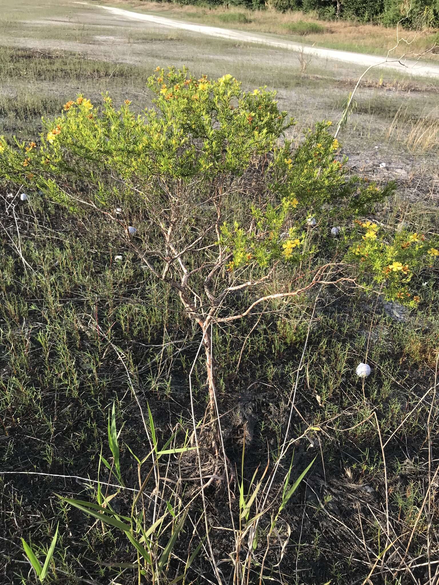 Image de Hypericum fasciculatum Lam.