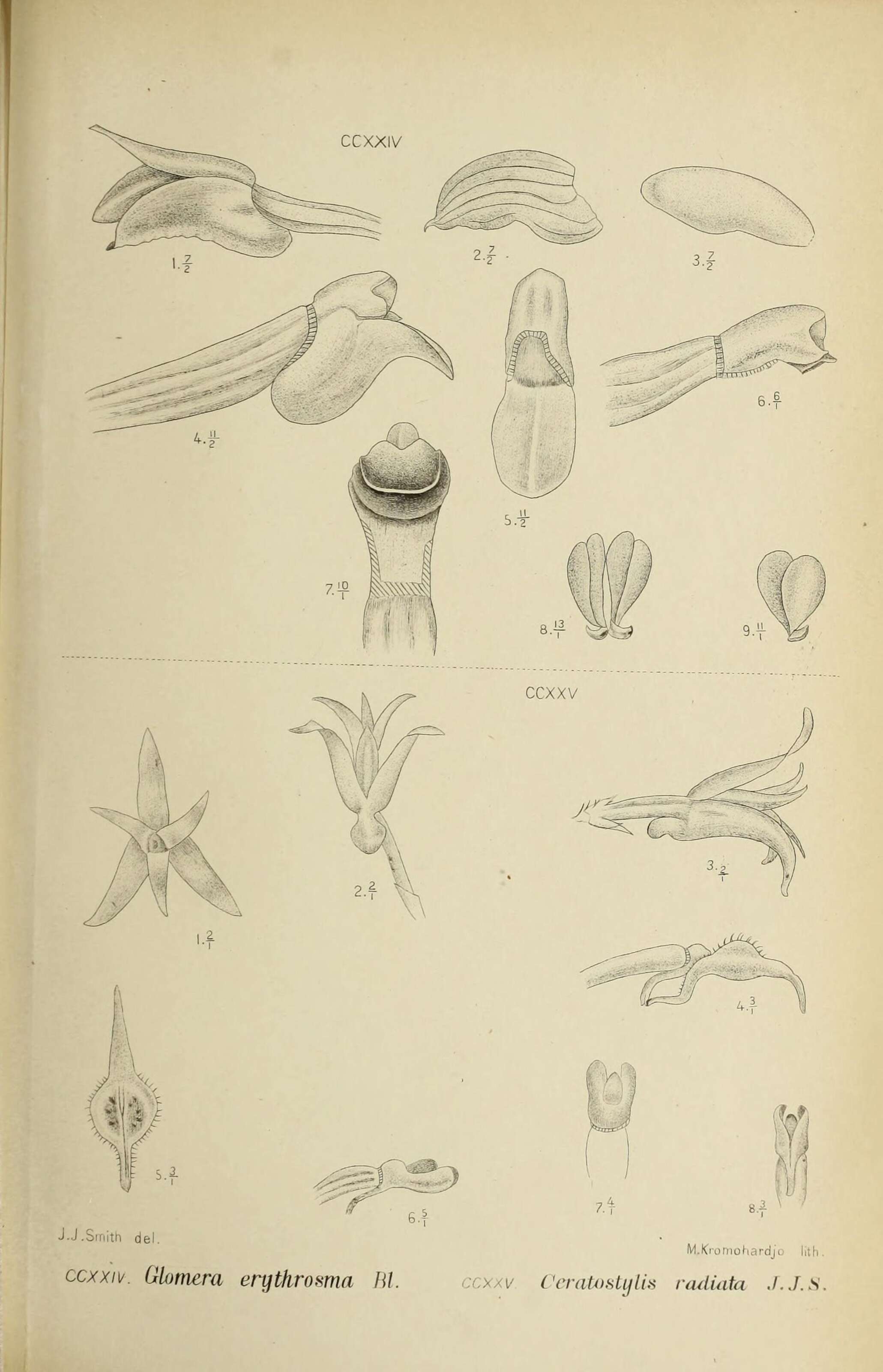 Image of Ceratostylis