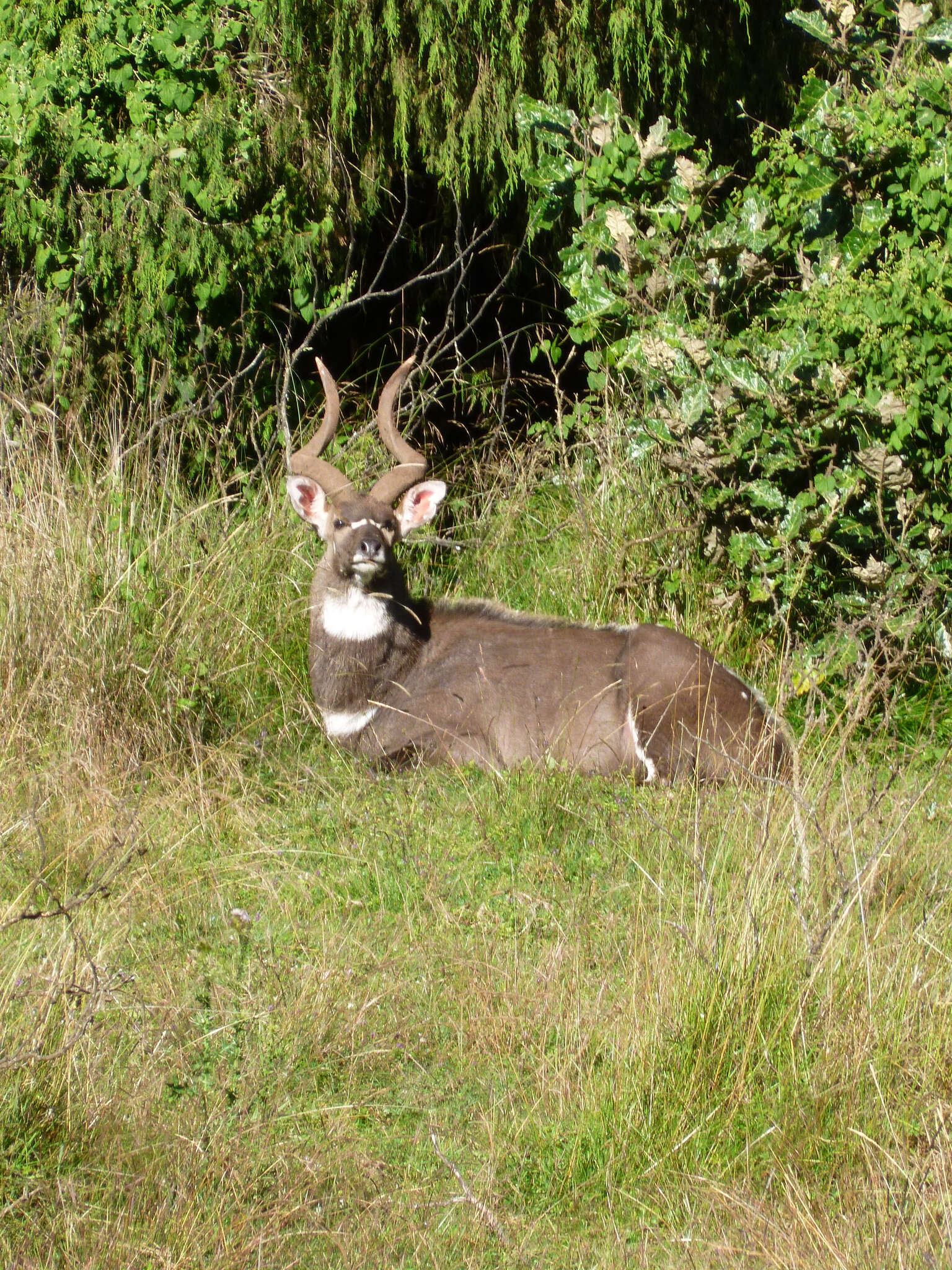 Image of Mountain nyala