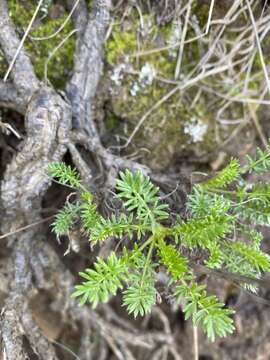 Plancia ëd Acaena pinnatifida Ruiz & Pav.