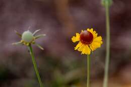 Image of Helenium laciniatum A. Gray