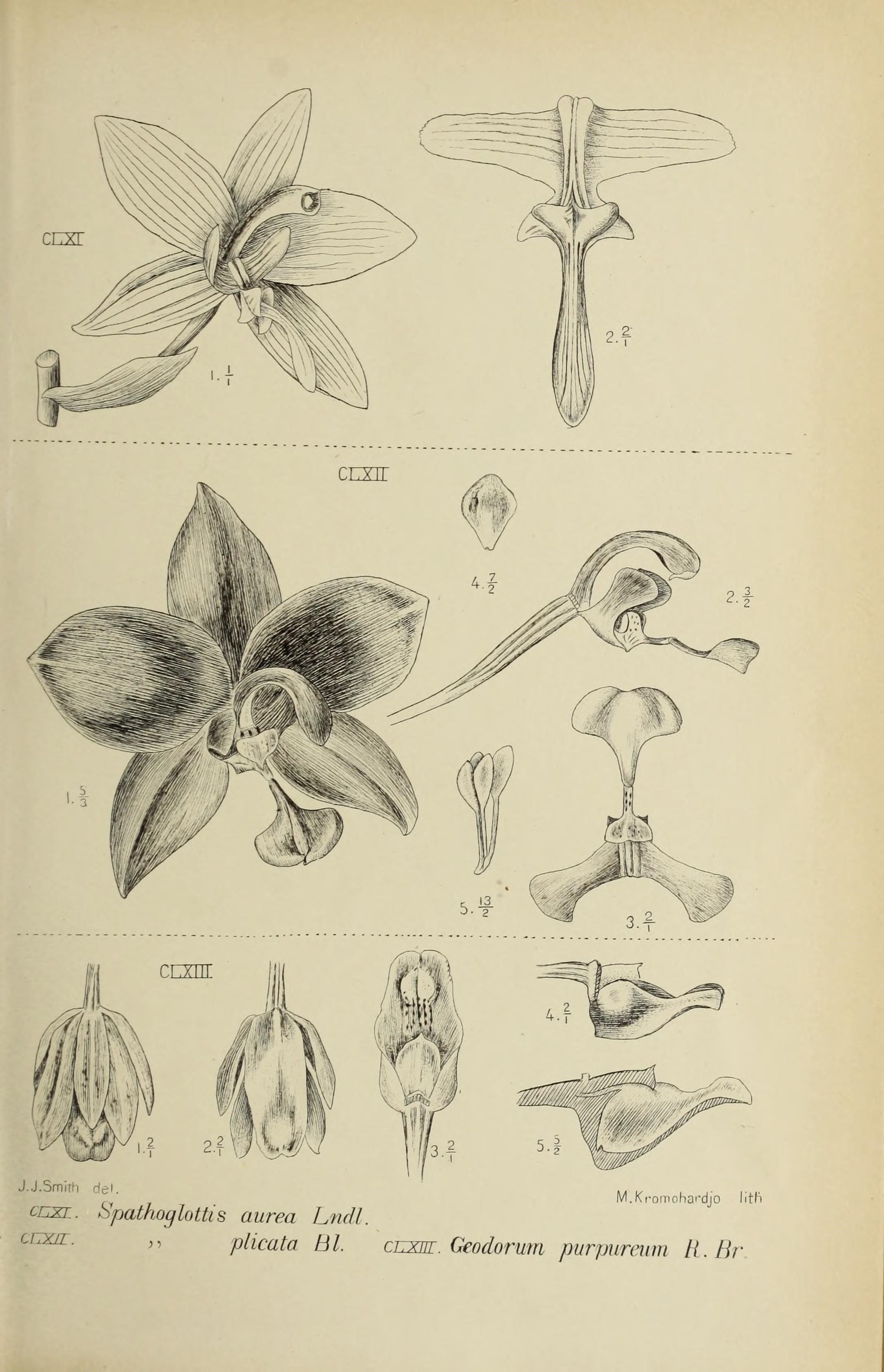 Ground Orchid Media Encyclopedia Of Life
